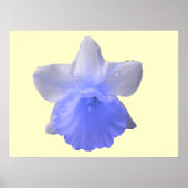 Daffodil Blue Print (Voorkant)