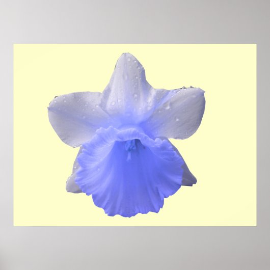 Daffodil Blue Print (Voorkant)