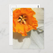 Daffodil Briefkaart (Voorkant / Achterkant)