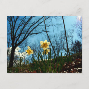 Daffodil Briefkaart