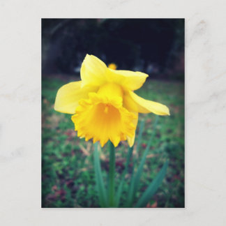 Daffodil Briefkaart