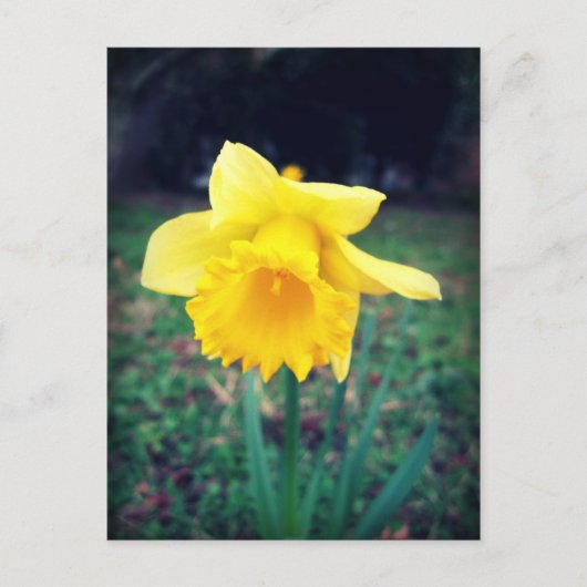 Daffodil Briefkaart (Voorkant)