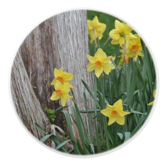 Daffodil Ceramic Knob. Keramische Knop (Voorkant)