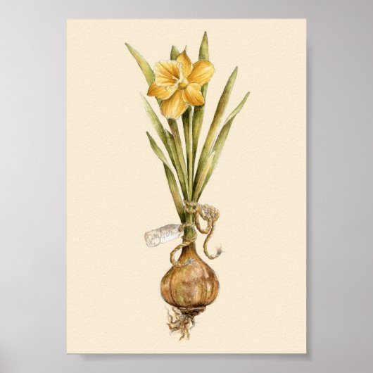 Daffodil Daydream - Poster (Devant)