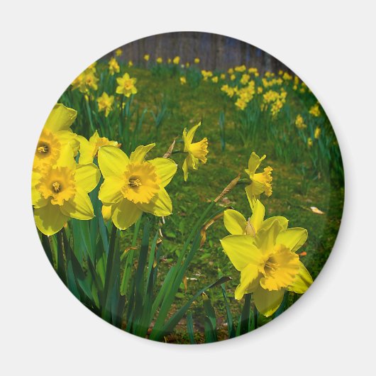 Daffodil Delight Magneet (Voorkant)