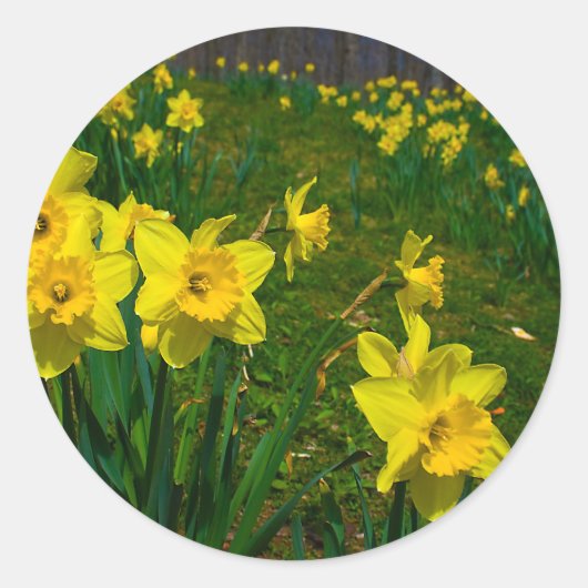 Daffodil Delight Ronde Sticker (Voorkant)
