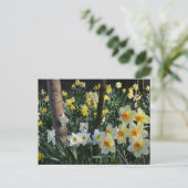 Daffodil Dell: Cheshire, Briefkaart Engeland (Staand voorkant)