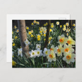 Daffodil Dell: Cheshire, Briefkaart Engeland (Voorkant / Achterkant)