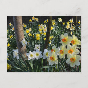 Daffodil Dell: Cheshire, Briefkaart Engeland