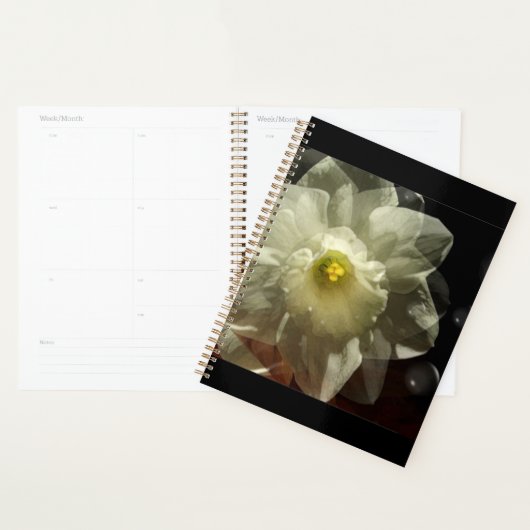 Daffodil Dreams (Devant avec enveloppe)