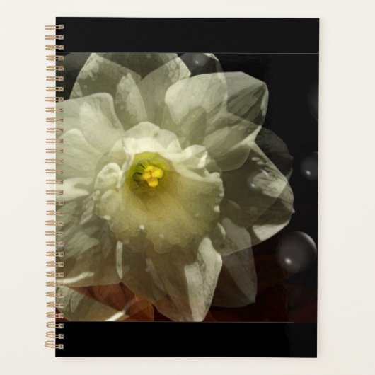 Daffodil Dreams (Devant)