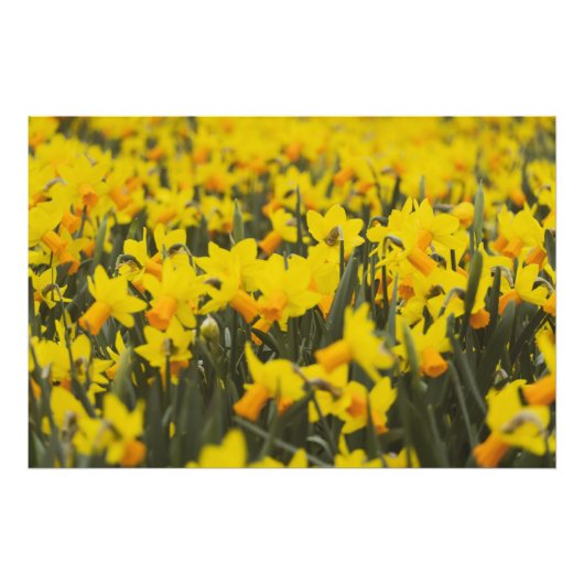 Daffodil Field Foto Afdruk (Voorkant)