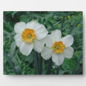 Daffodil Flowers Fotoplaat (Voorkant)