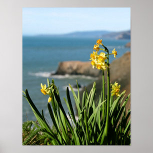 Daffodil Flowers on Pacific Coast, portret 1 van 2 Poster