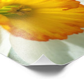 Daffodil Foto Afdruk (Hoek)