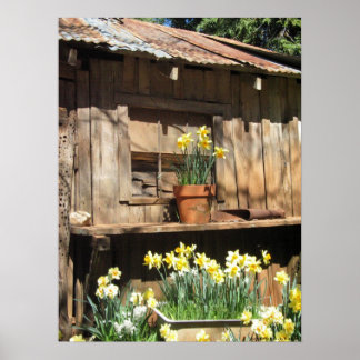 Daffodil Hill Barn Poster