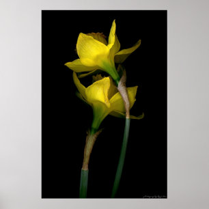 Daffodil I Poster