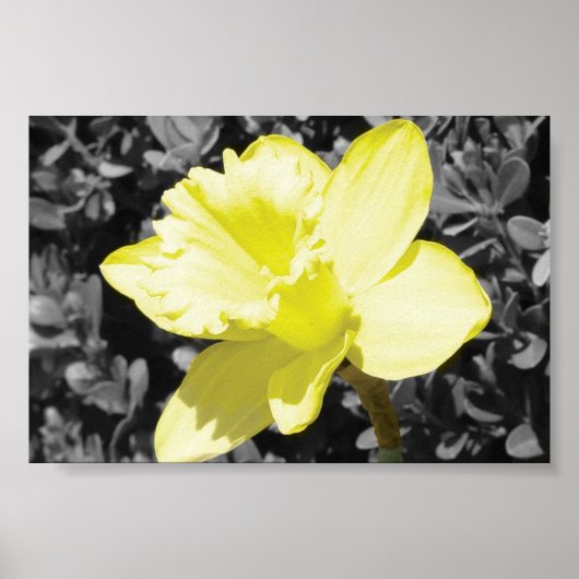 Daffodil in Bloom Poster (Voorkant)