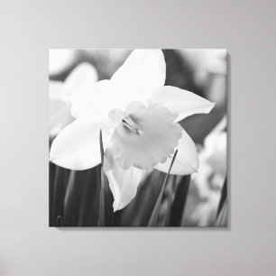 Daffodil in zwart-wit canvas afdruk