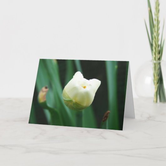 Daffodil Kaart (Voorkant)