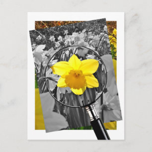 Daffodil - Kasteel Blaise Briefkaart