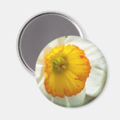 Daffodil Magneet (Voorkant / Achterkant)