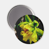 Daffodil Magnet Magneet (Voorkant / Achterkant)