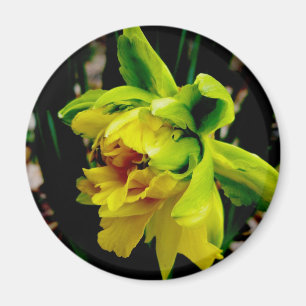 Daffodil Magnet Magneet