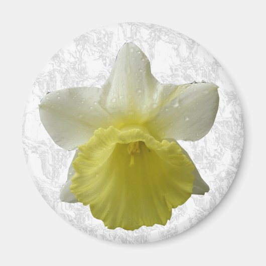 Daffodil Magnet Magneet (Voorkant)
