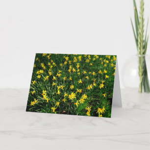 Daffodil/Narcissus Kaart