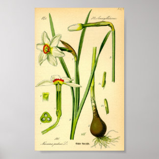 Daffodil (Narcissus poeticus) afdrukken Poster