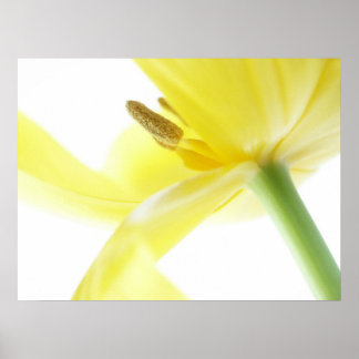 Daffodil/Narcissus Poster