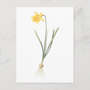 daffodil (Narcissus pseudo-narcissus) van Redouté Briefkaart