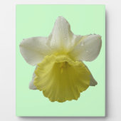 Daffodil Plaque Fotoplaat (Voorkant)