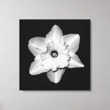 'Daffodil Portrait' Ingepakt Canvas Print