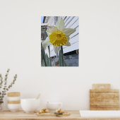 Daffodil Portrait Poster (Keuken)