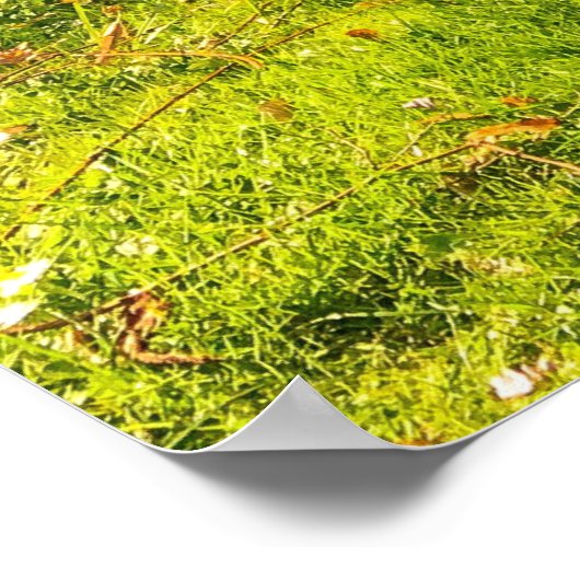 DAFFODIL POSTER (Hoek)