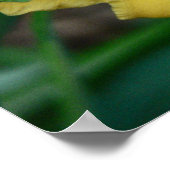 Daffodil Poster (Hoek)