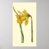 Daffodil Poster (Voorkant)