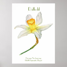 Daffodil Print, waarde Poster papier (mat)