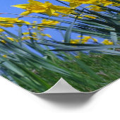 Daffodil Sky Poster (Hoek)