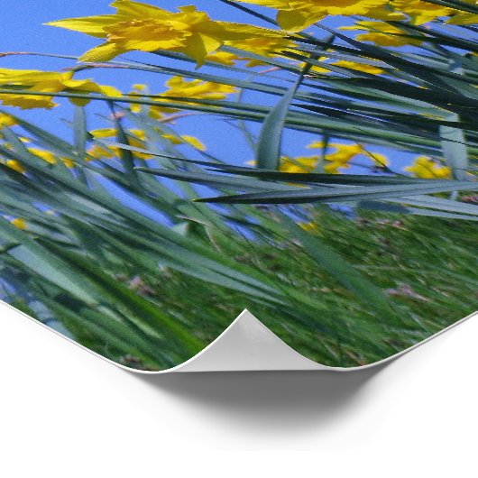 Daffodil Sky Poster (Hoek)
