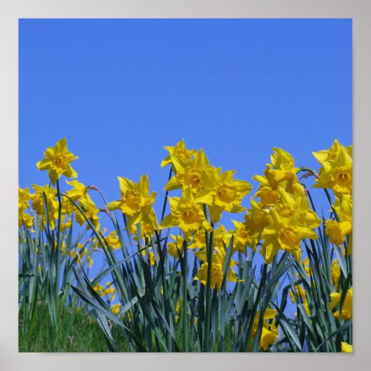 Daffodil Sky Poster (Voorkant)