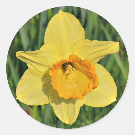 Daffodil Stickers (Voorkant)