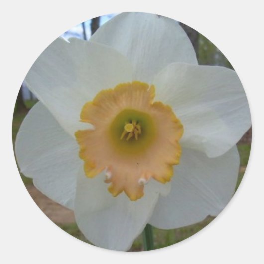 Daffodil stickers (Voorkant)