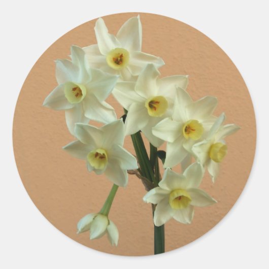 Daffodil Stickers (Voorkant)