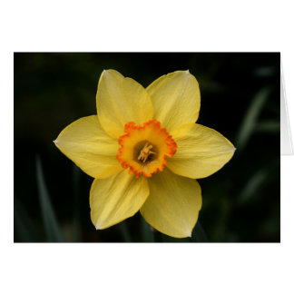 "daffodil" van Larry Coressel