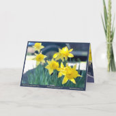 Daffodil van mijn oude wenskaart, dankbaarheid kaart (Achterkant)
