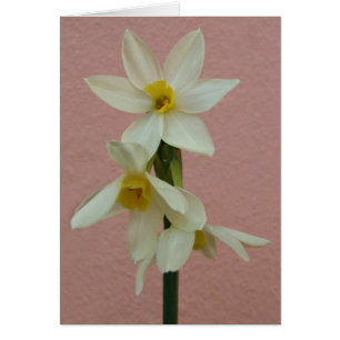 Daffodilerkaart