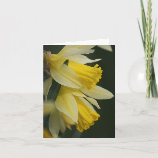 Daffodilerkaart Feestdagen Kaart (Voorkant)